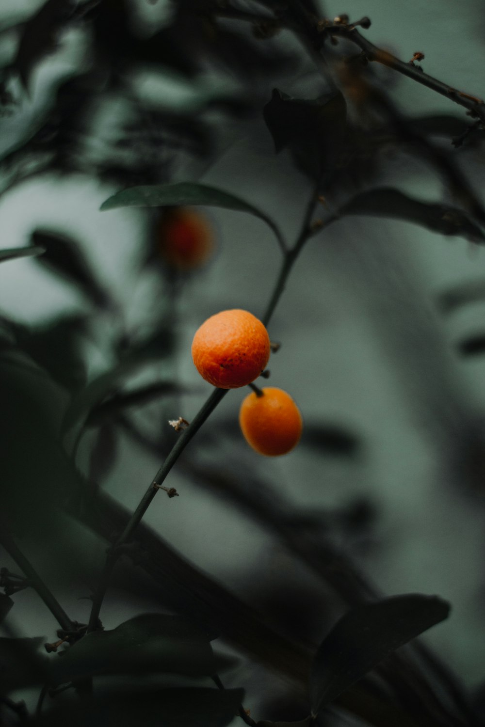 orange citrus fruits