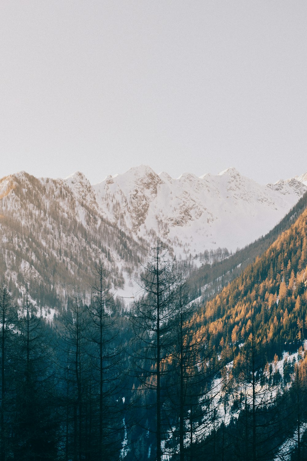 Alberi vicino alla montagna