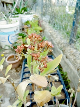 A small garden area with various potted plants, including a central plant with clusters of small, reddish flowers. The background shows a wire fence and more foliage, creating an outdoor, natural setting.