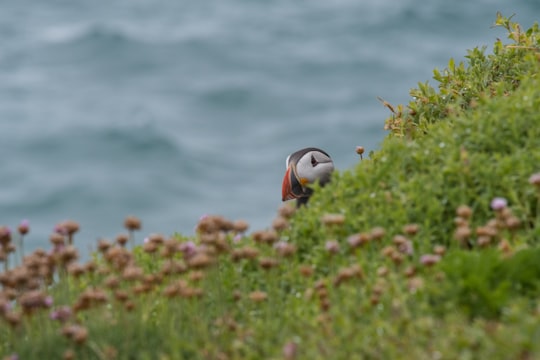 bird hiding on grass in Saltee Islands Ireland