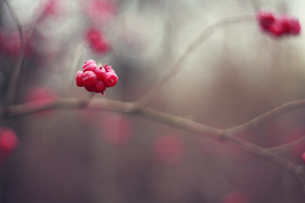 shallow focus photography of red flower