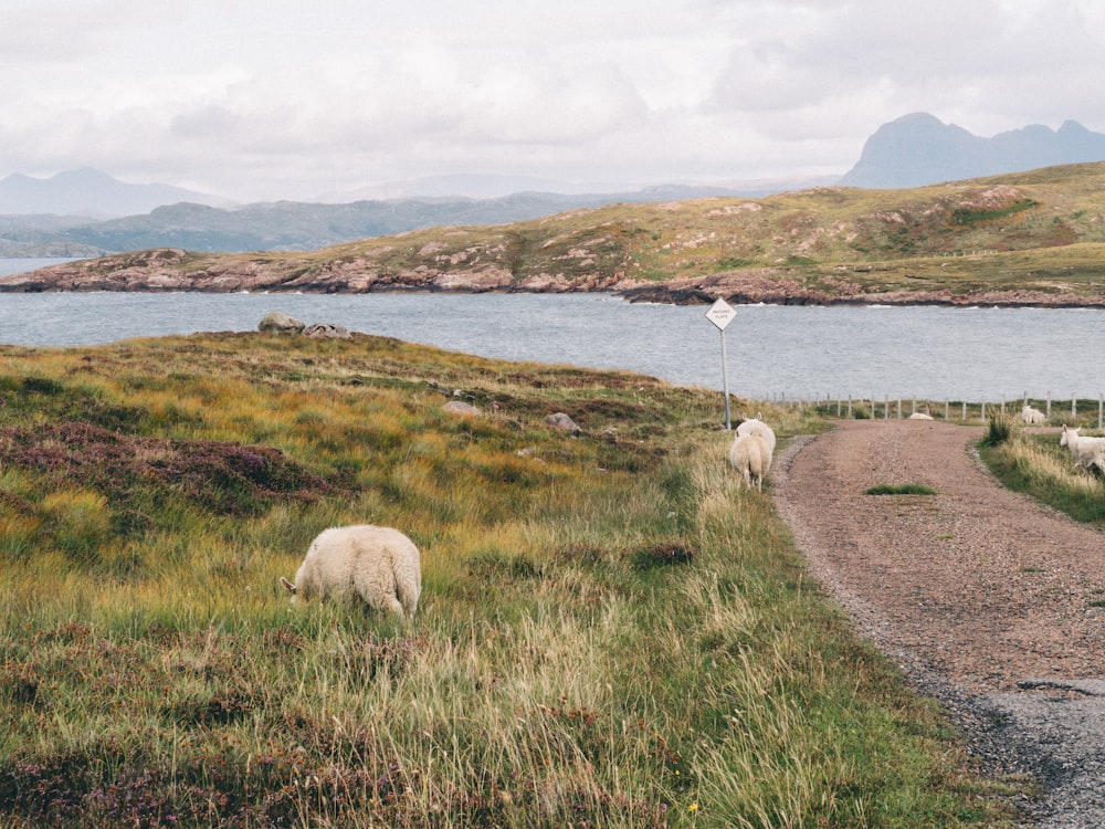 two sheeps on grass field near river