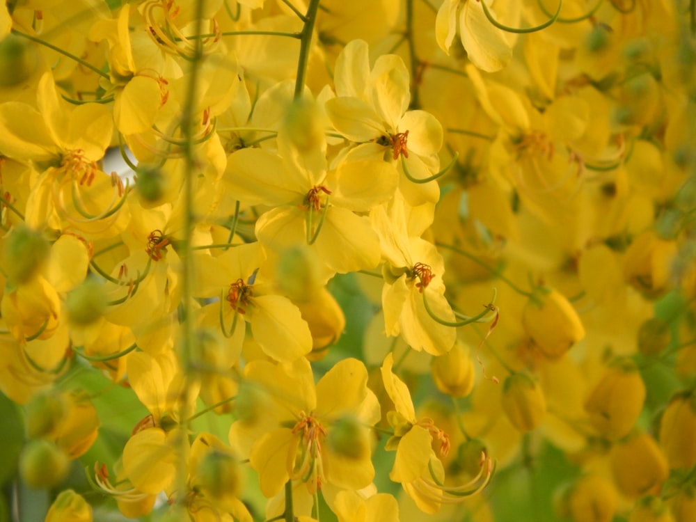 shallow focus photo of yellow flowers