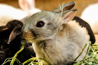 A small, fluffy rabbit with gray fur is surrounded by strands of hay. Its ears are perked up, and it has a gentle yet alert expression.