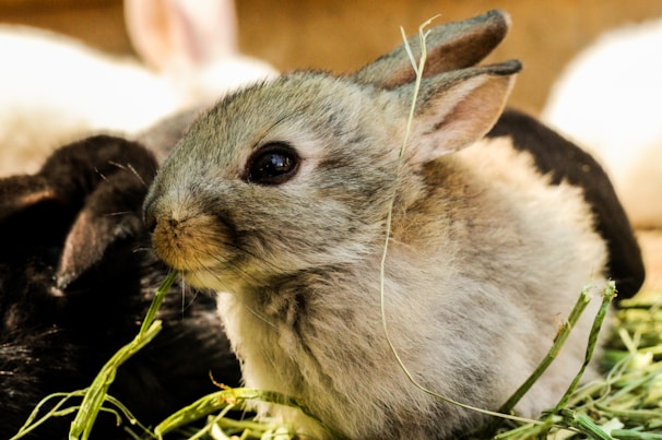 A small, fluffy rabbit with gray fur is surrounded by strands of hay. Its ears are perked up, and it has a gentle yet alert expression.