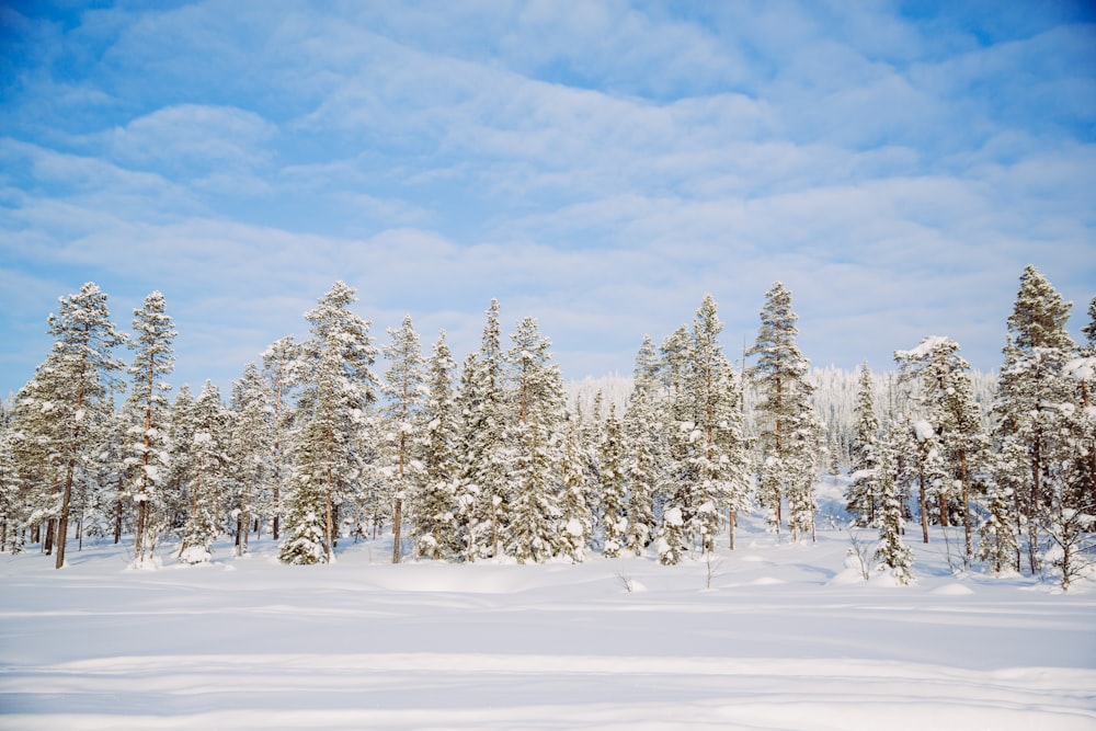 pine trees covered with snow