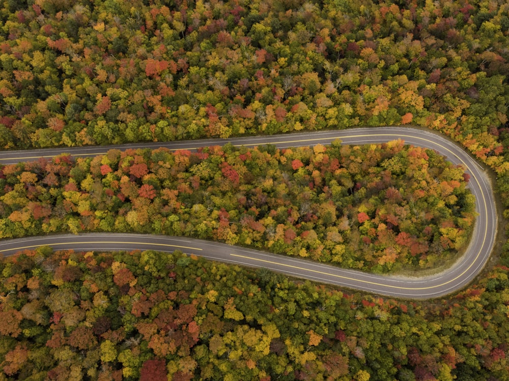 winding road between trees