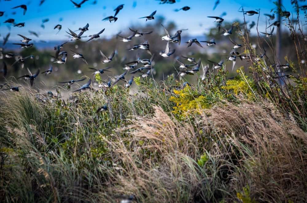 flock of black birds