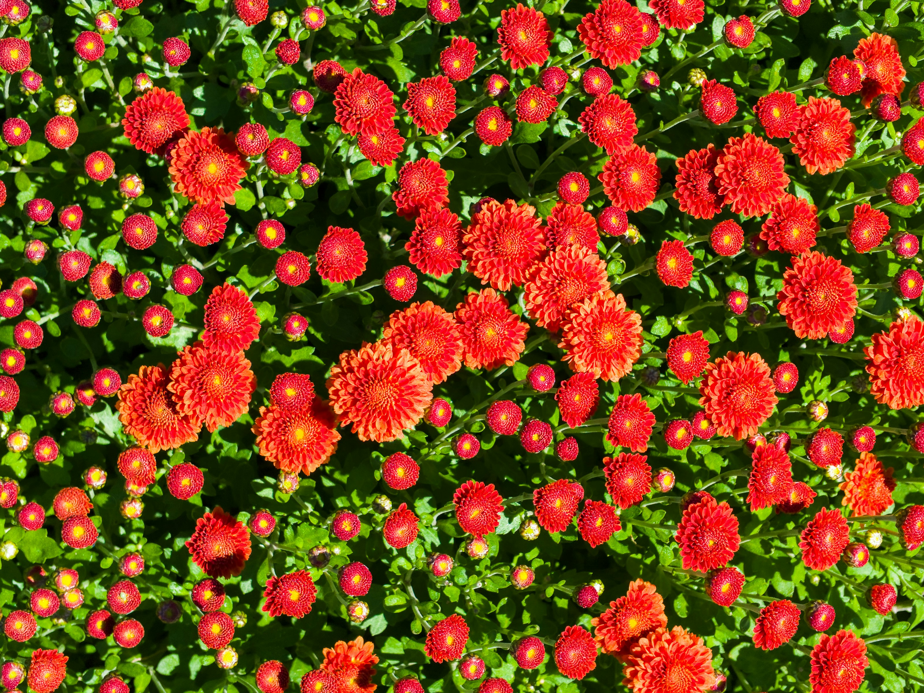 Free Lauritzen Gardens Kenefick Park Image On Unsplash