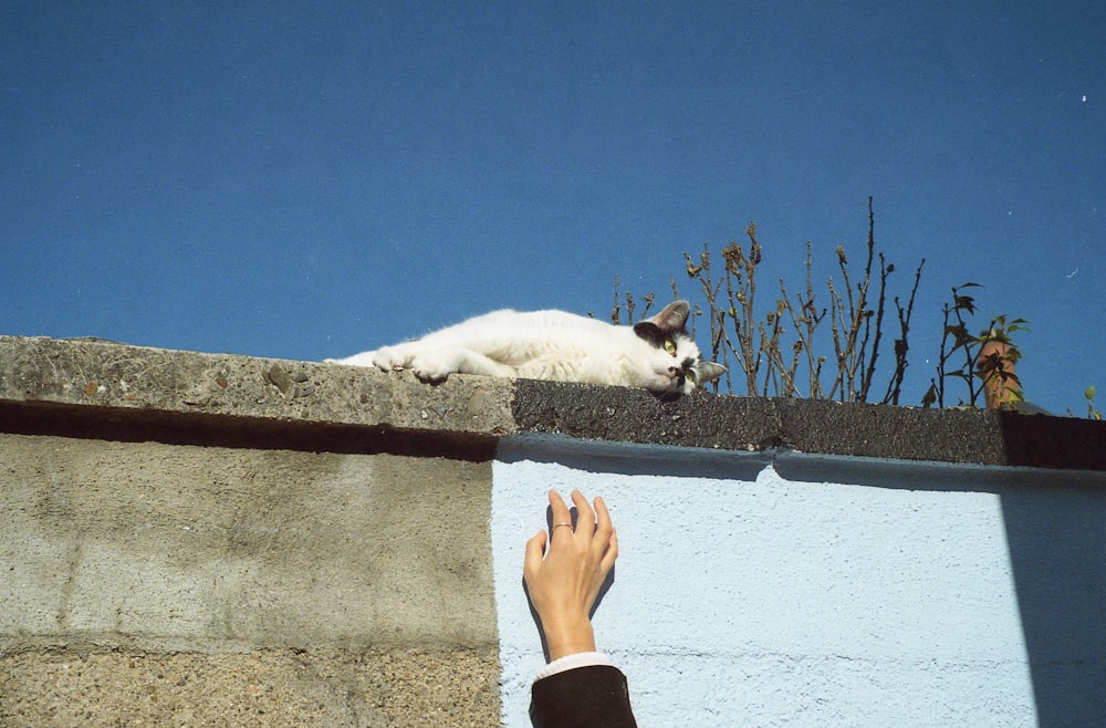 white and black bicolor cat