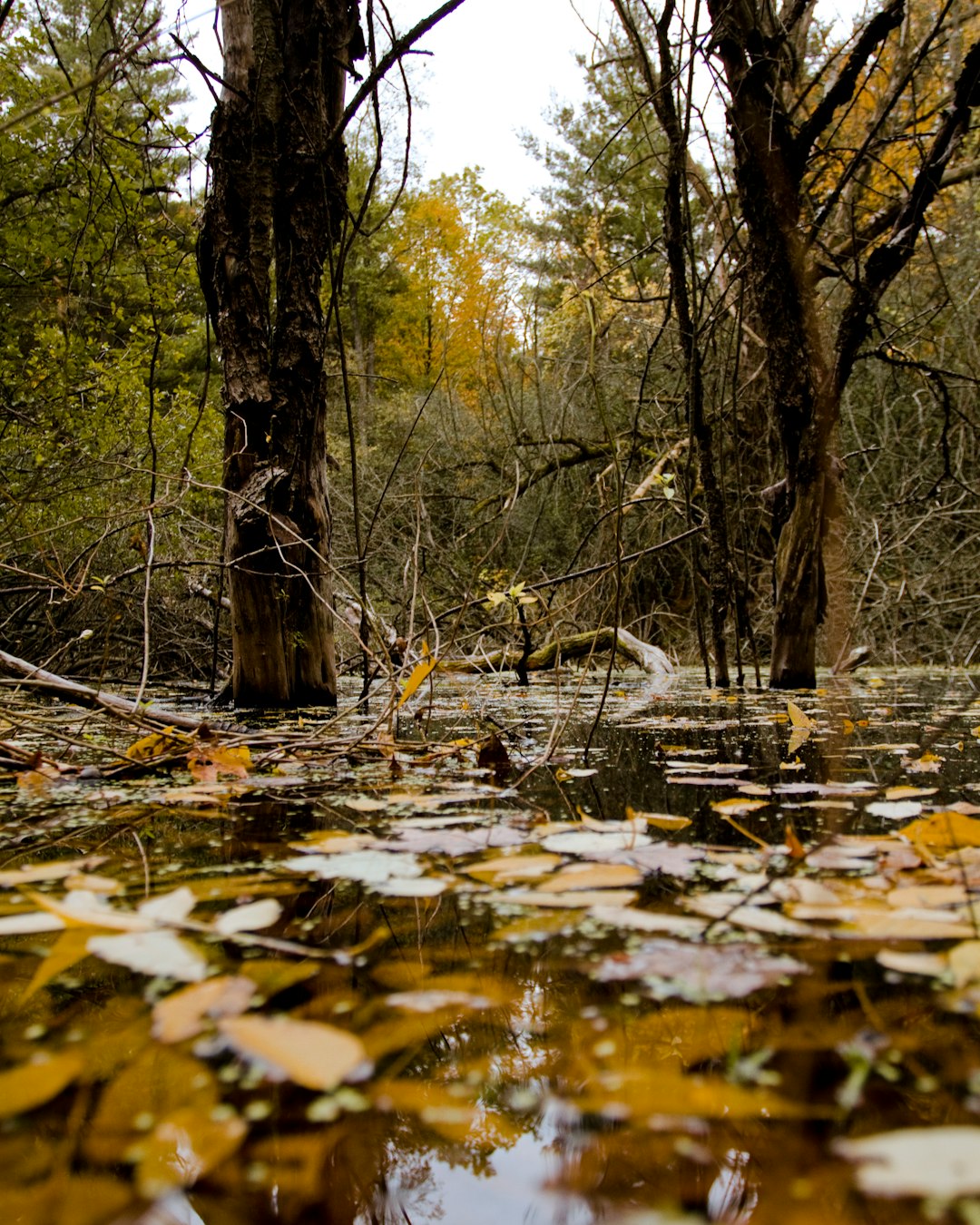 travelers stories about Nature reserve in Kitchener, Canada