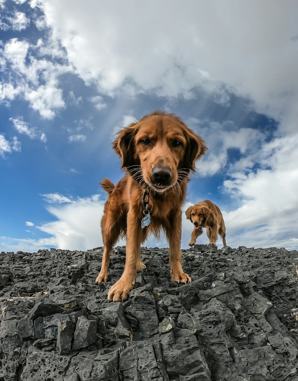 two dogs standing on cliff