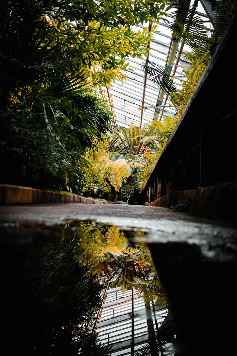 reflection of plants on water on ground inside greenhouse