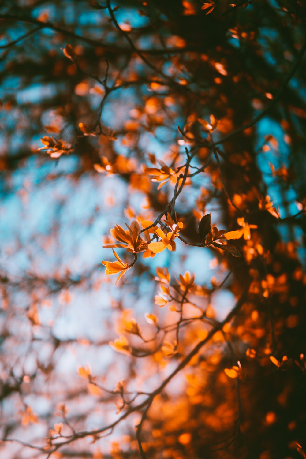 brown leaves