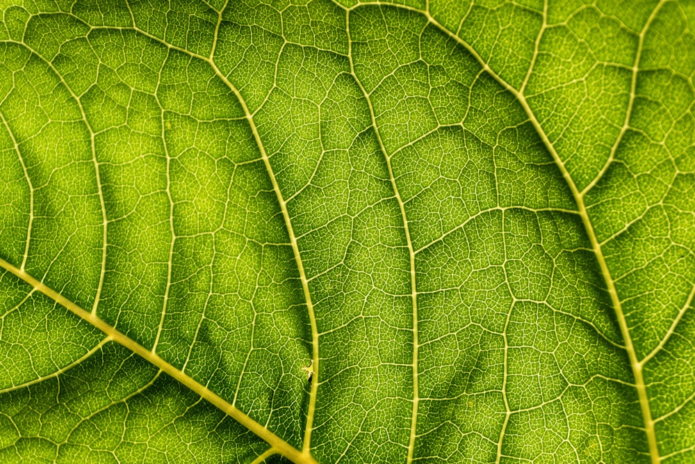 green leaf