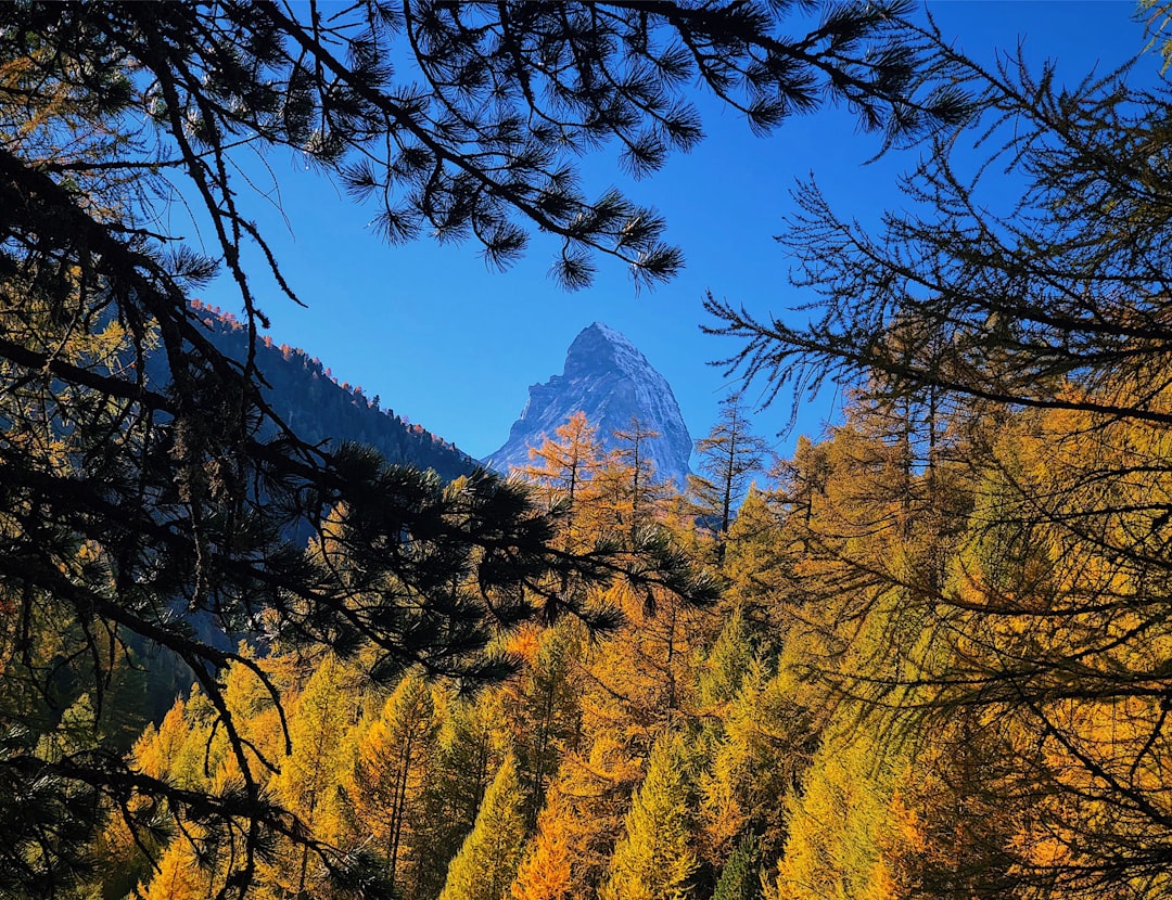 Nature reserve photo spot Zermatt Niederhorn