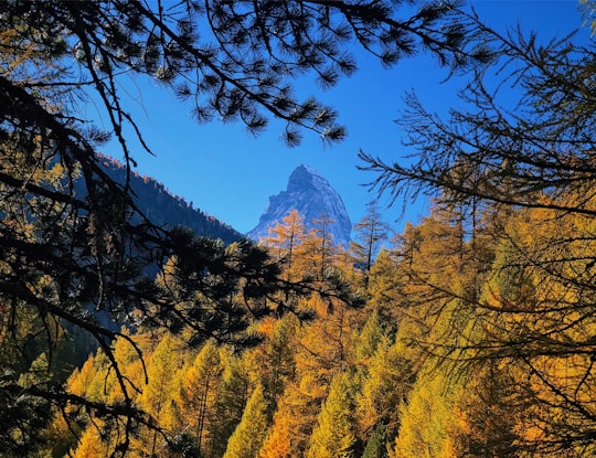 picture of Nature reserve from travel guide of Zermatt