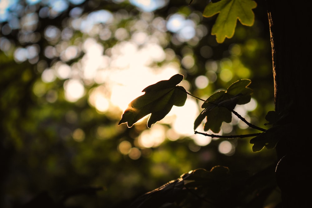 a close up of leaves on a tree