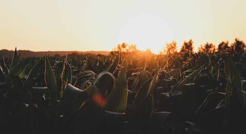 green plant field on focus photography