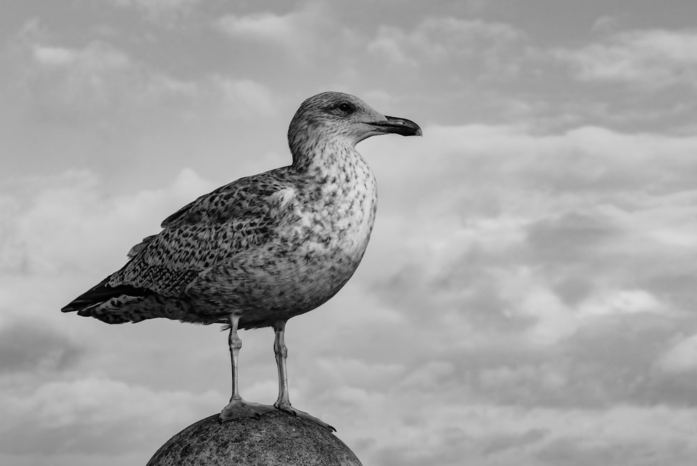 grayscale photography of bird