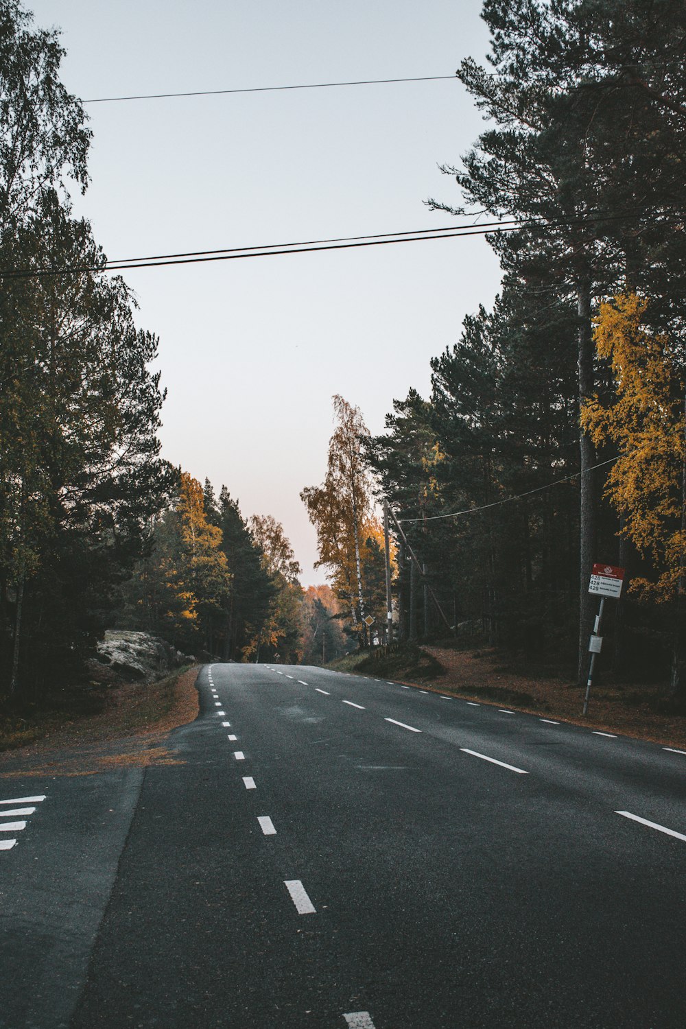 wide road with trees beside under gray sky