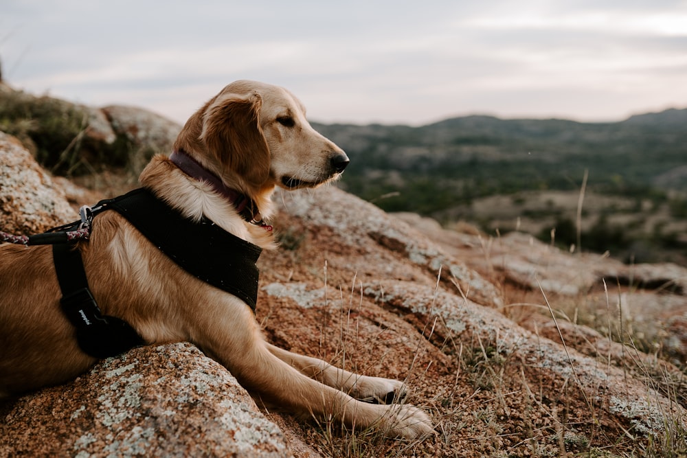 dog with leash lying on ground