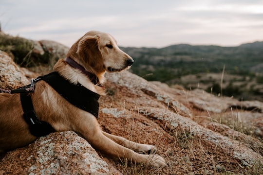 dog with leash lying on ground in Wichita Mountains United States