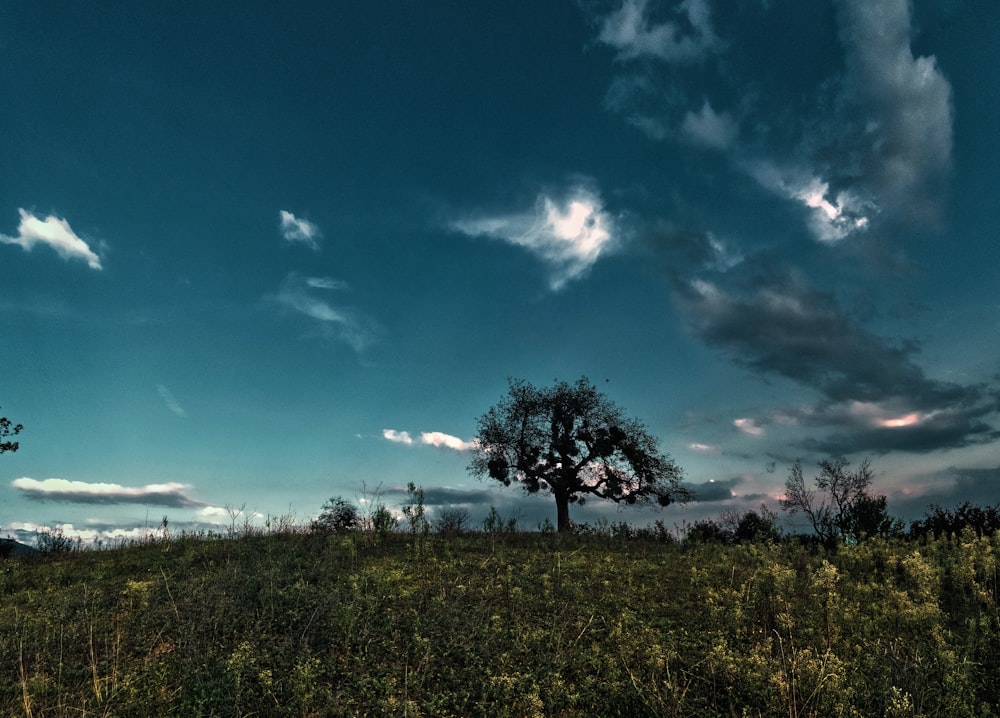 Campo de hierba verde bajo el cielo azul durante el día