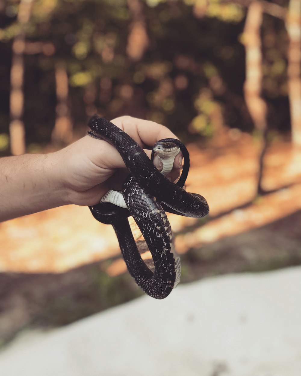 person holding black snake