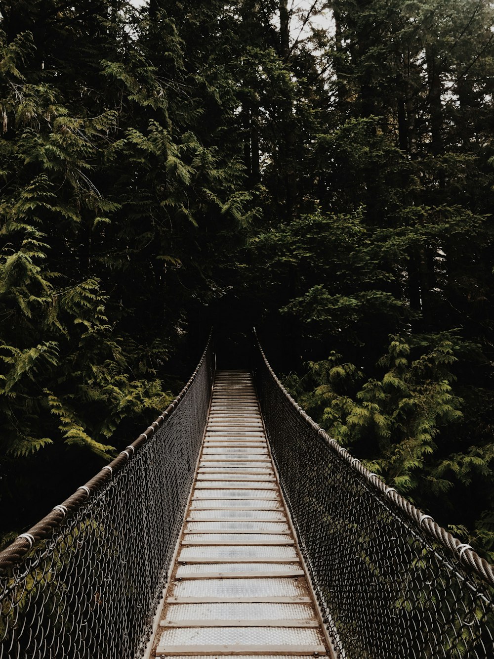 brown hanging bridge