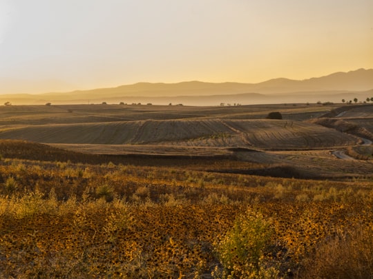 trees and grass field in Brunete Spain