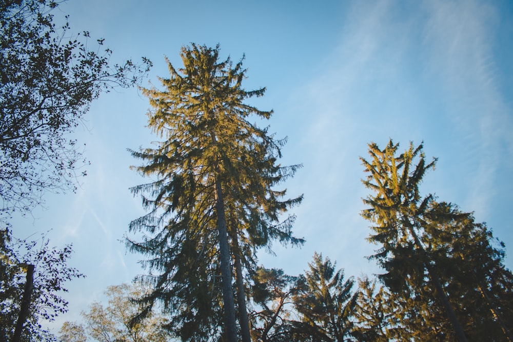 high-angle photography of trees under blue sky at daytime