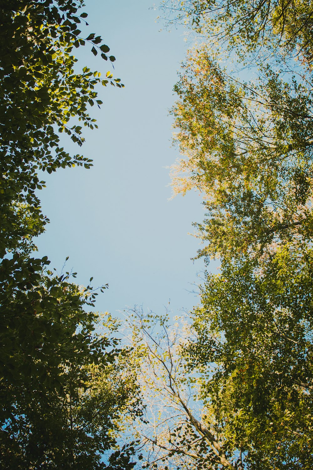 green-leafed plant