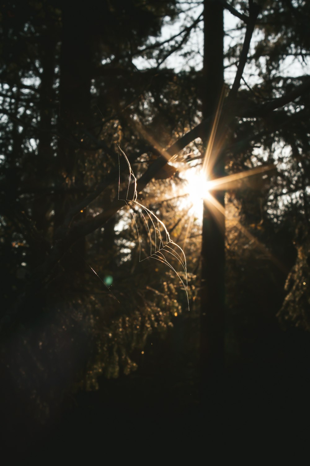 trees during daytime