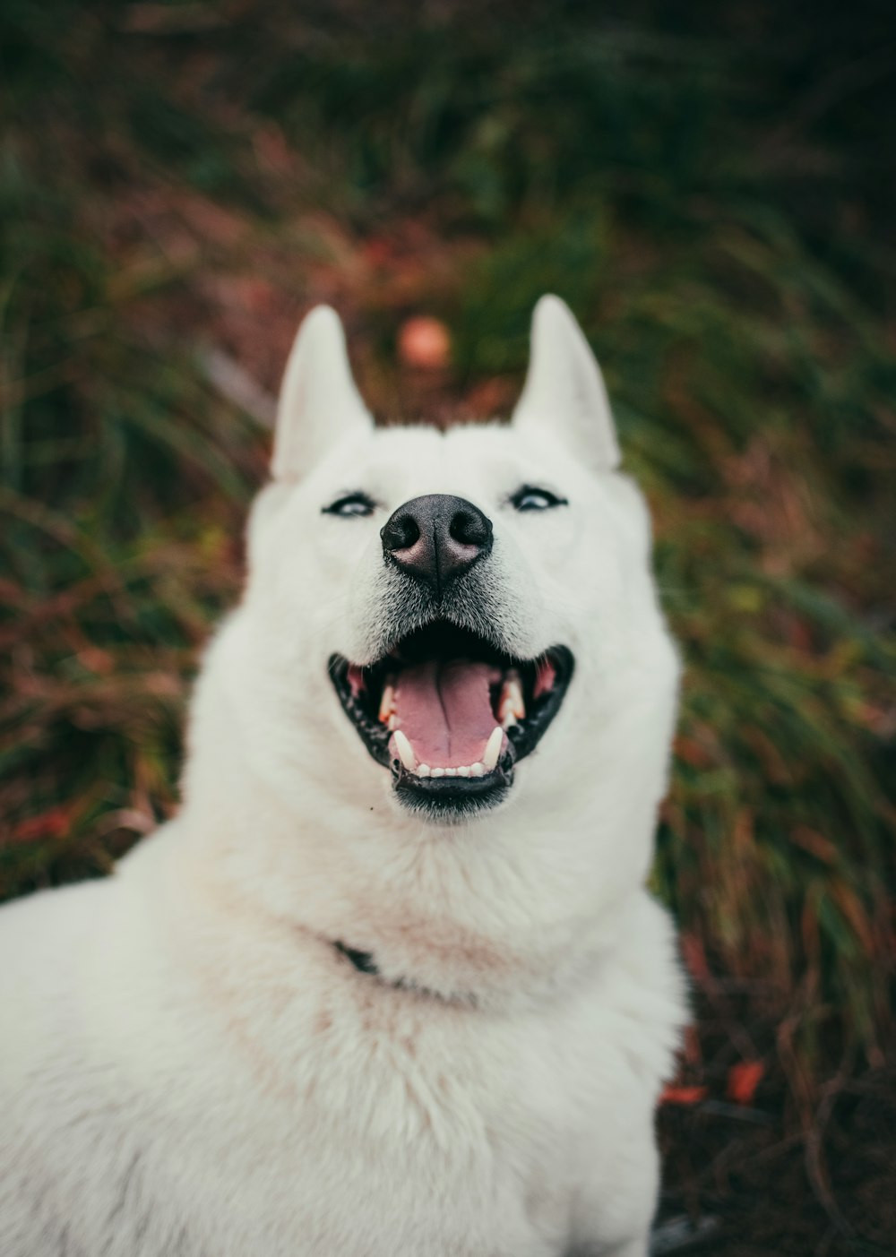 cão branco de pelo curto perto da grama