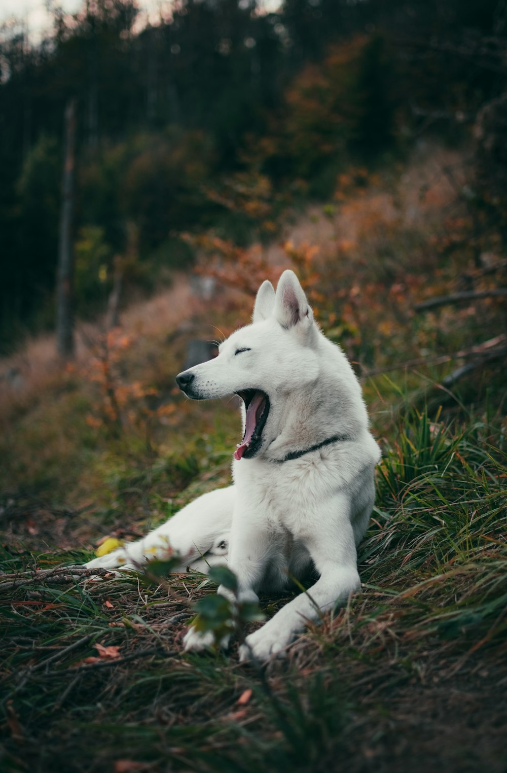 cão bocejando enquanto deitado na grama