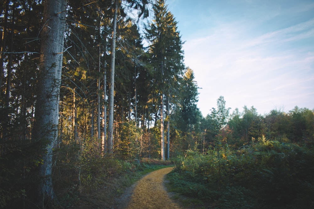 sentiero accanto ad alberi dalle foglie verdi durante il giorno