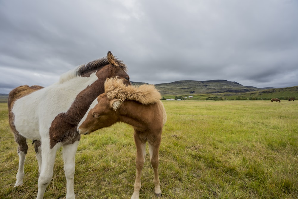 two white and brown horse standing on green grass field