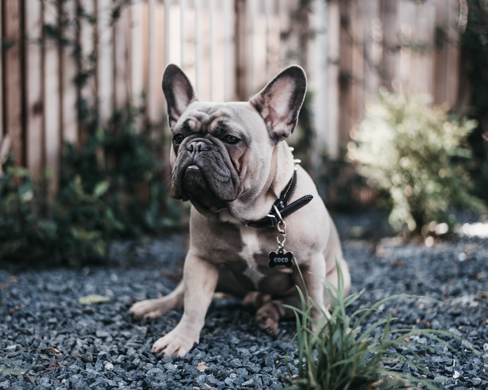 adult fawn French bulldog on focus photo