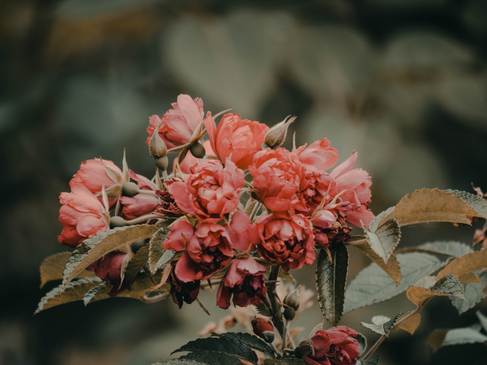 분홍색 꽃의 선택적 초점 사진