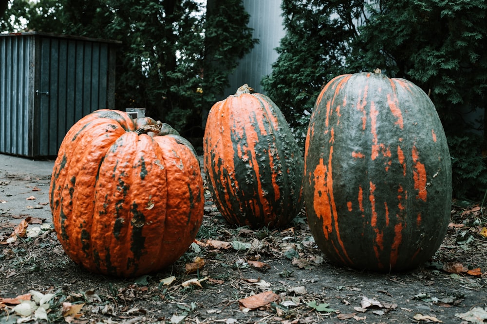 three squash on ground