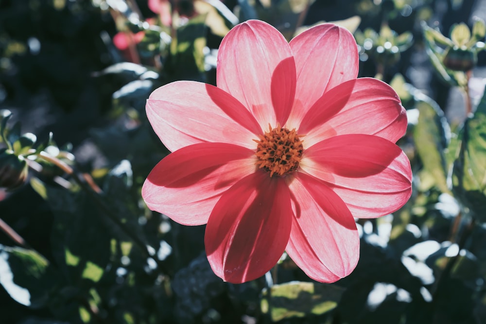 selective focus photography of pink petaled flower