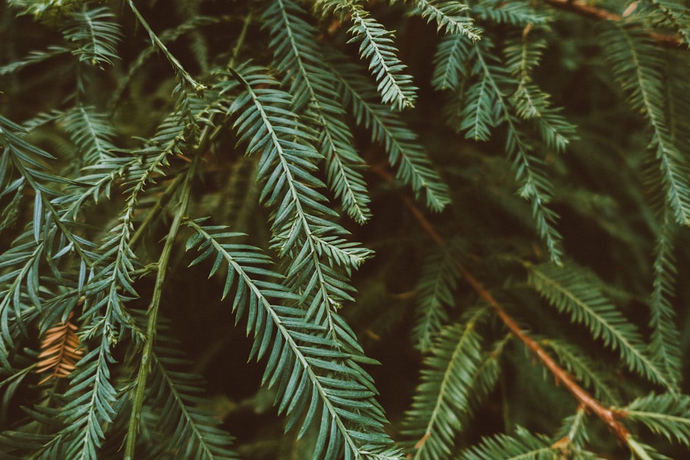 arbre à feuilles vertes