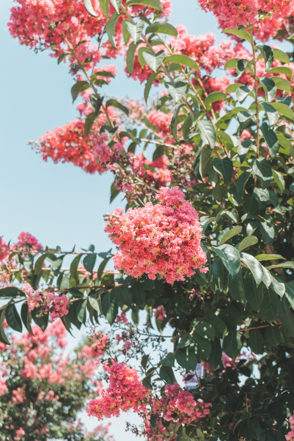 pink petaled flower