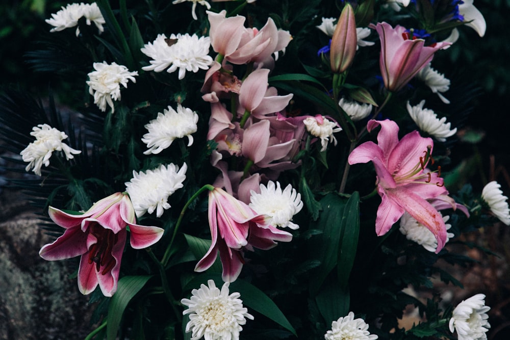 pink petaled flower