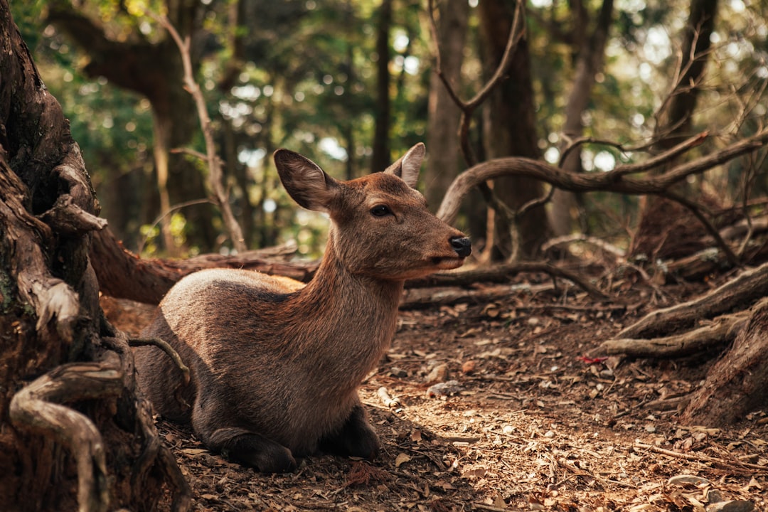 brown deer on focus photography