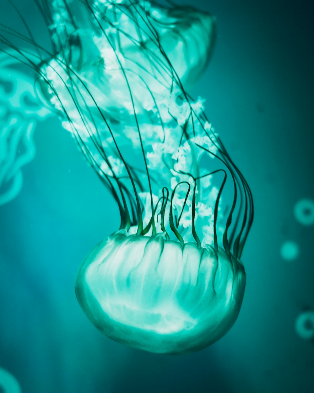 underwater photography of jellyfish