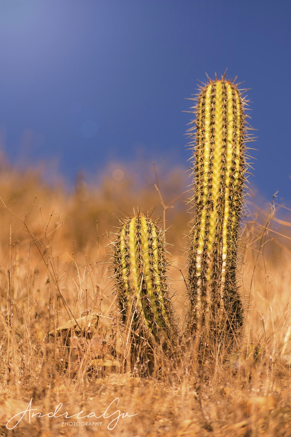 Cactus verde al campo durante il giorno