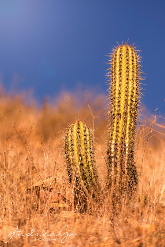 green cactus at field during daytime in Canta Peru