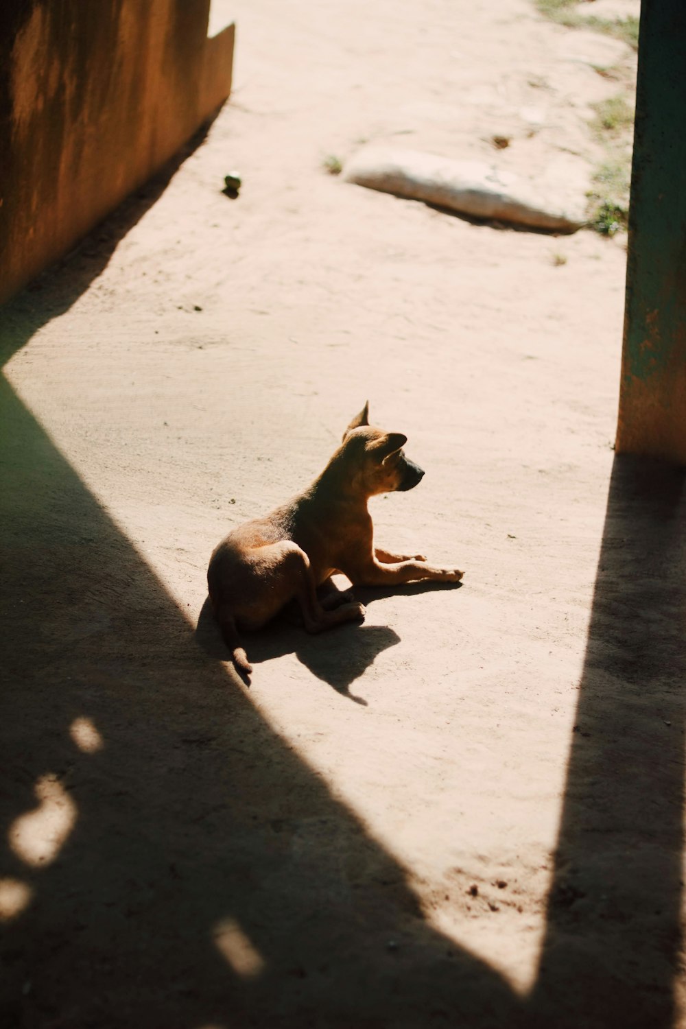 brown dog sitting on floor at daytime